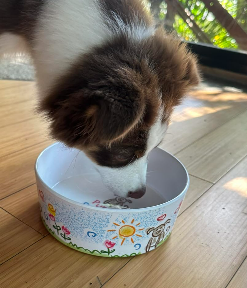 Dolce Moderno Puppy Forever Dog Bowl, Small